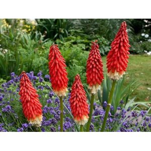 Fakľovka (Kniphofia) ´REDHOT POPSICLE´ kont. C1L